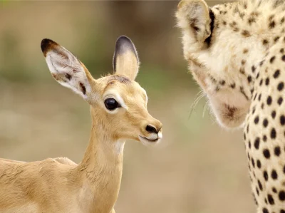 Kulavvy - 2020-03-23 - [ #zdjeciednia ] - obserwuj!



Botswana: An impala lamb is su...