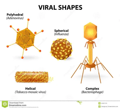 buddookan - Czym w ogóle jest Virus ? Nie zalicza sie ich do organizmów. To jest cząs...