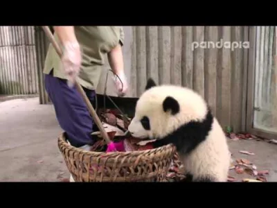 Maaska - (⌐ ͡■ ͜ʖ ͡■)

#zwierzaczki #panda #pandysazajebiste #smiesznypiesek #pewni...