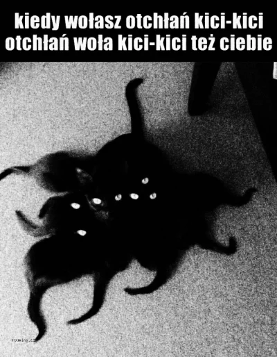 Timer_555 - #koty #otchlan #dziwniekotki #kicikici