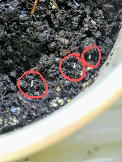 Restrepoo - Mirki spod tagu #chili pomocy!
Dziś zauważyłem takie drobne robactwo pelz...