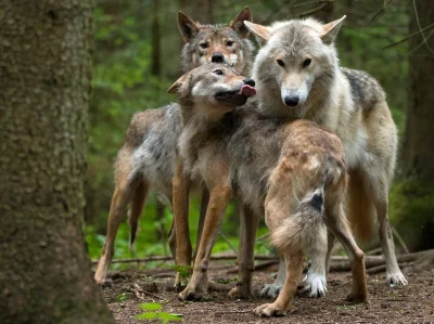 Kulavvy - 2020-03-27 - [ #zdjeciednia ] - obserwuj!



Finland:Two yearling gray wolv...