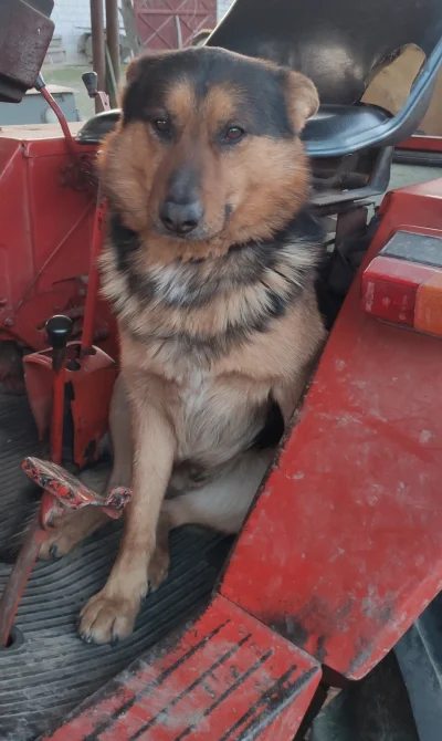 szczerbinho - Czy Alex na traktorze zasłużył na plusa?
#pies #pokazpsa #smiesznypies...