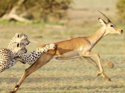 Kulavvy - 2020-03-28 - [ #zdjeciednia ] - obserwuj!



Botswana:Two cheetah bring dow...