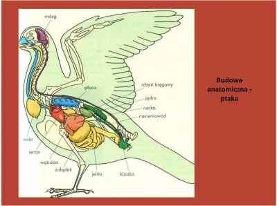 DyG121 - Tutaj się udało, ale tak gwoli ścisłości ptaki nie mają płuc tam gdzie ssaki...