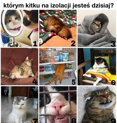 ColdMary6100 - #humorobrazkowy #heheszki #koty #glupiewykopowezabawy