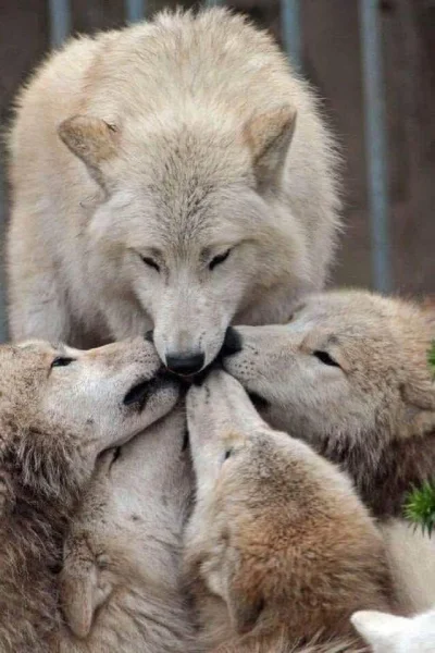 GraveDigger - #zwierzaczki #wilk #wilki