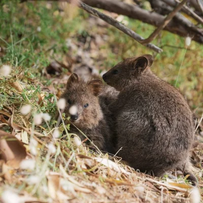 mfek00 - Do kuoki kuoka
#quokka #quokkanadzis #zwierzaczki