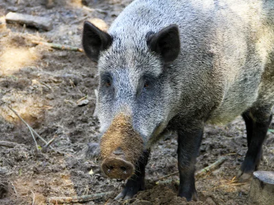 Kulavvy - 2020-03-30 - [ #zdjeciednia ] - obserwuj!



Large wild boar in Berlin, Ger...