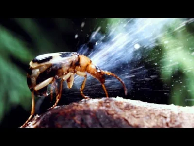 cheeseandonion - Niesamowity materiał od BBC Earth

#owady #bbcearth #przyroda #nat...