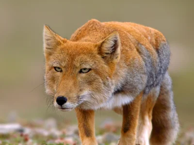 Kulavvy - 2020-04-02 - [ #zdjeciednia ] - obserwuj!



Mujiu Lake, Tibet:Tibetan fox ...