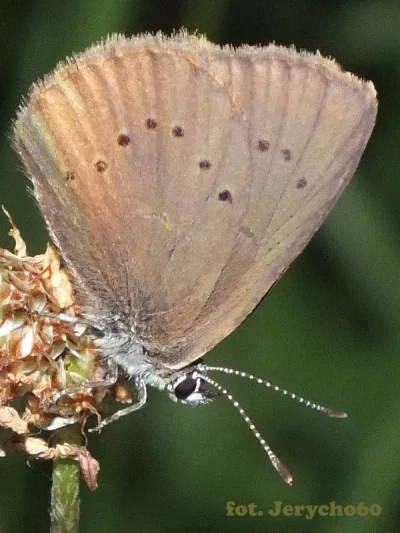 ryszard-giebultowicz - Modraszek nausitous (Phengaris nausithous) Ten motyl to kukułk...