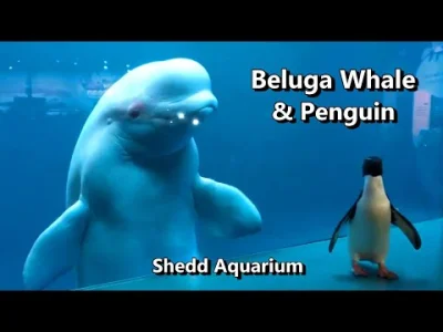 starnak - Beluga Whales meet Rockhopper Penguin at Shedd Aquarium Chicago