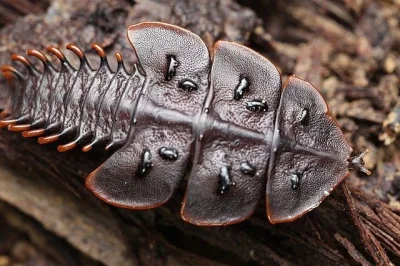 s.....a - #mikrokosmos Duliticola hoiseni (Trilobite Larva)