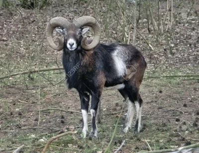 orkako - Dzika owca:
https://pl.wikipedia.org/wiki/Owca_dzika