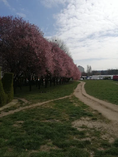 C.....j - myślisz kraj kwitnącej wiśni a to kraj kwitnącej cebuli #wroclaw