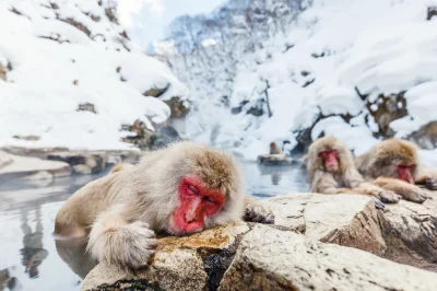 jagoslau - W Japonii żyją makaki, które potrafią korzystać z dobrodziejstw gorących ź...