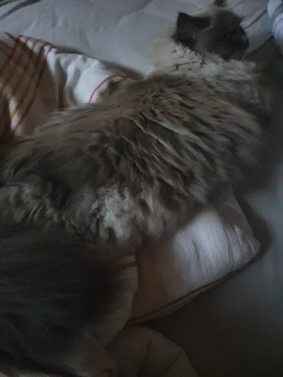 azetka - Nie mogę wstać bo kot mi leży na kołderce (╯︵╰,)
#kociara #pokazkota #kotypr...