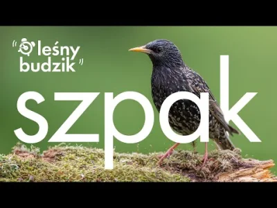 angelo_sodano - Leśny Budzik - Szpak 
#vaticanouccello #ptaki #ornitologia #natura #...