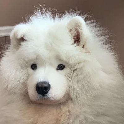 janushek - małpka
#samoyed #psy