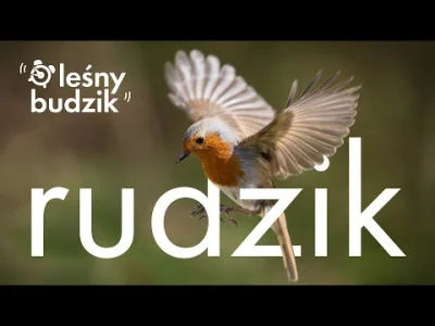 angelo_sodano - Leśny Budzik - Rudzik
#vaticanouccello #ptaki #ornitologia #natura #...