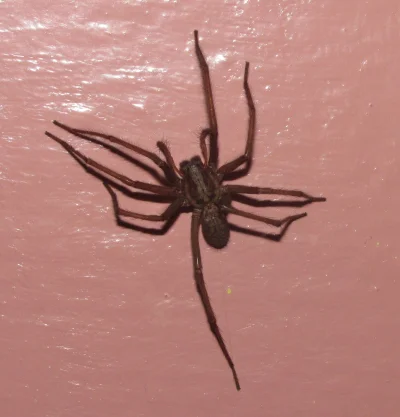 komandor55 - Jakiego pająka w domu znalazłem, gigapająk. Internety mówią że może to b...