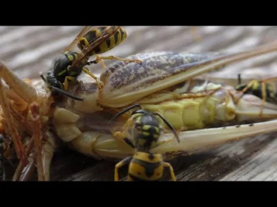 cheeseandonion - Mrówki konkurujące z osami o konika polnego

 #owady #natura #zbli...