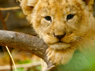 Kulavvy - 2020-04-08 - [ #zdjeciednia ] - obserwuj!



Botswana:Lion cub resting head...