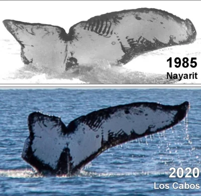 Opipramoli_dihydrochloridum - Ten sam wieloryb
Dziś i 35 lat temu