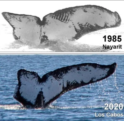 ZeT_ - Ten sam wieloryb znaleziony 35 lat później
#natura #ciekawostki #zwierzeta #p...