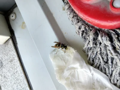 sicknature - #pszczoly #pszczelarstwo #owady #czujedobrzeczlowiek 

Trzy dni temu w...