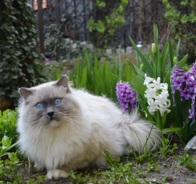 agata-swiatowska - @agata-swiatowska: Wiosenny kocurro #ragdoll #ragdollklub #koty #k...