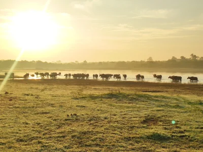 kotbehemoth - Wschód słońca w parku Udawalawe w południowej części Sri Lanki. Do park...