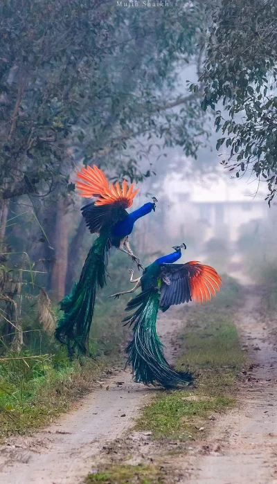 WuDwaKa - Dwa walczące pawie (｡◕‿‿◕｡)

#natura #przyroda #pawie #ptaki
