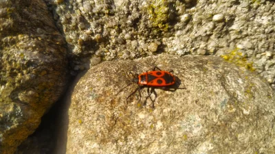 J-DEVIL - Wiecie co to za robale? Jest jakiś sposób żeby się ich pozbyć? Pełno tego ł...