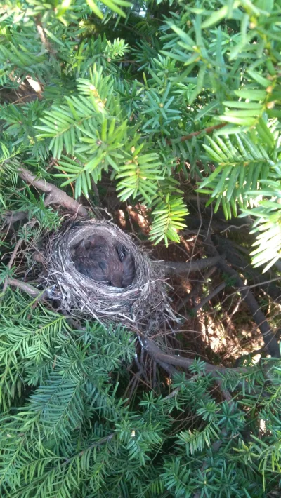 beszcz - #natura #ptaki Mirki na podwórku w drzewie znalazłem gniazdko ptaków (ʘ‿ʘ)