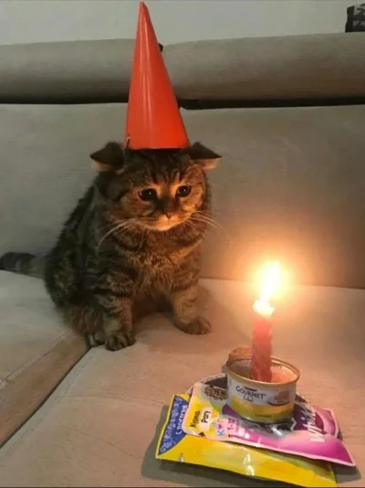 skinnymoth - 22 dzisiaj
#urodziny #kotek #smutnykotek