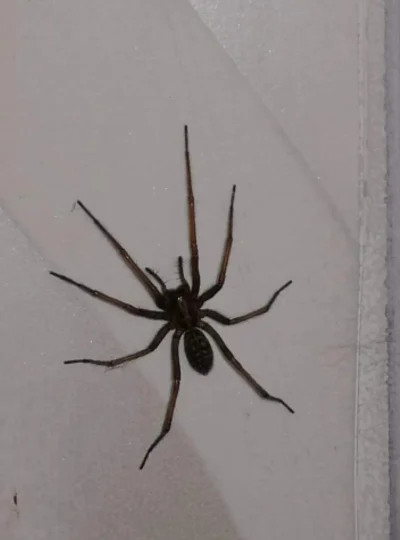 Beszczebelny - Ktoś wie co to za pająk? Dwa takie w domu miałem.... #pytanie #zwierza...