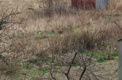 Cinoski - Pan bażant z panią bażantową wrócili na rejon, niestety pani nie złapało bo...