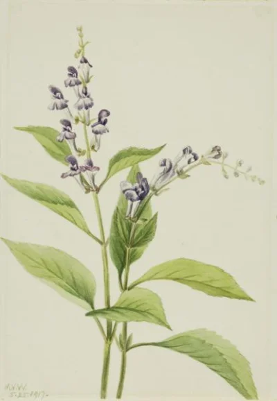 S.....x - Wood Skullcap (Scutellaria serrata), Mary Vaux Walcott, 1917, 10 x 7 cali, ...