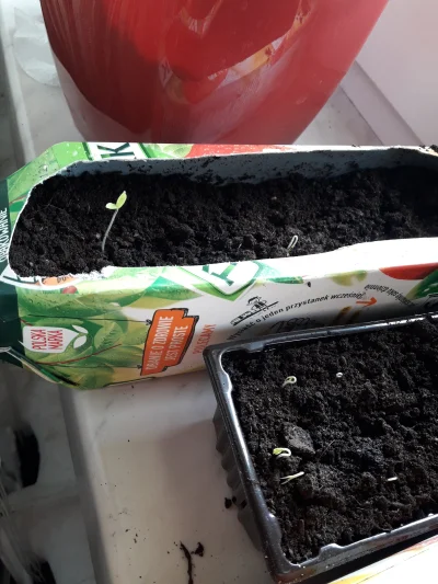 superbazyl - Moje mikro pomidorki, budzą się od życia. #rosliny #ogrodnictwo