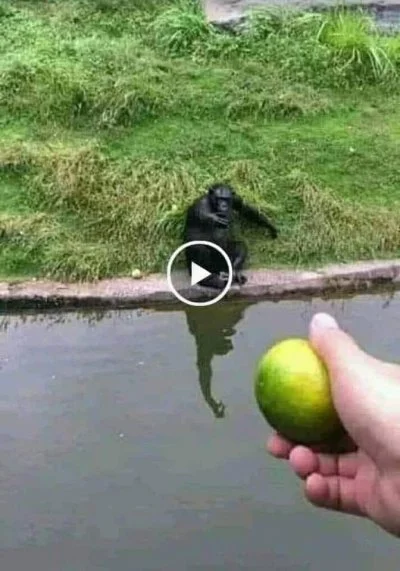 AppleDash - Patrzcie jak łatwo oszukać małpę