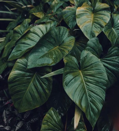 Stan_Dembinsky - Siema orientuje się ktoś co to za roślina może być na tym zdjęciu?
...