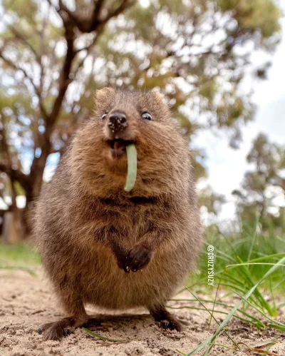 mfek00 - #quokka #quokkanadzis #zwierzaczki