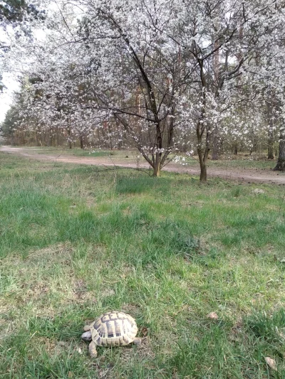 Prokrastynant - Wyprowadzam żółwia żeby móc wyjść legitnie na spacer. #spacer #pokazz...
