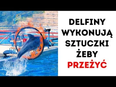 biskup2k - @brambi: Delfiny żyjący w czynnych parkach też żyją sporo krócej niż te na...