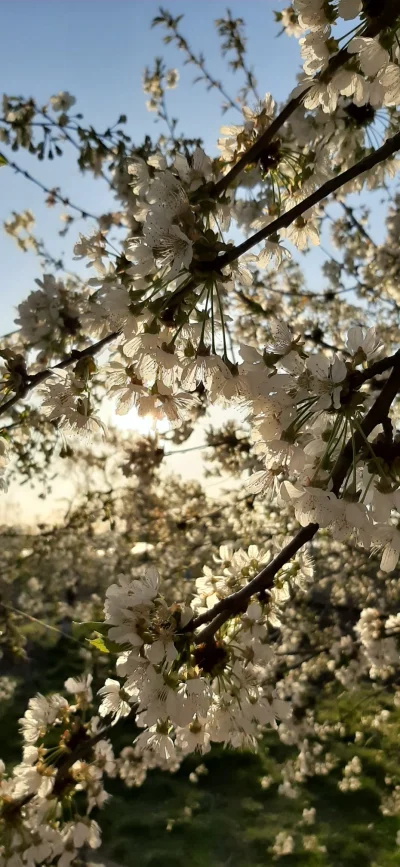 Zabojcza_Rozowa - Ale pachnie(｡◕‿‿◕｡) #wiosna #polskawies #mojezdjecie #natura