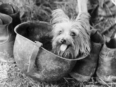 cheeseandonion - Smoky (1943–1957), Yorkshire Terrier, który służył podczas II wojny ...