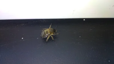 Wasky - Znalazłem w domu taka pszczołę. Ciągnie odwłok, lewdo chodzi. Da się ją urato...
