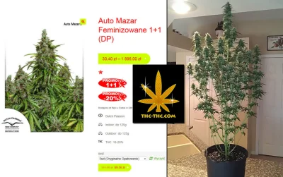 THC-THC - @THC-THC: Promocja Nasion Marihuany Auto Mazar na 420 Mamy dla was mega Pro...